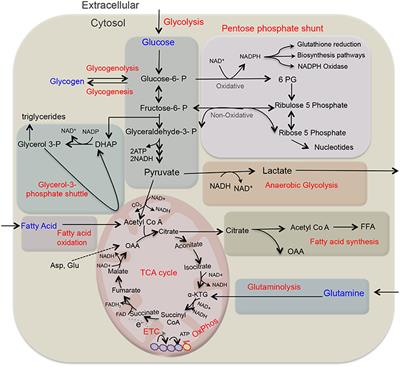 Frontiers | Metabolic Insight of Neutrophils in Health and Disease