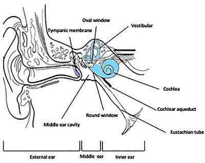 Frontiers | Local Drug Delivery for the Treatment of Neurotology Disorders