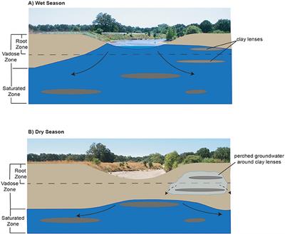 PDF) A field assessment of phreatophyte-induced fluctuations in the water  table