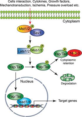 Frontiers | The Hippo Signaling Pathway in Cardiac Development and Diseases