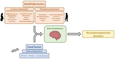 Frontiers | Maternal Antibody and ASD: Clinical Data and Animal Models