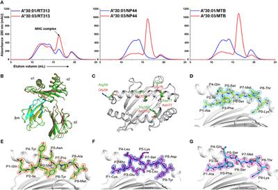 Frontiers | Divergent Peptide Presentations of HLA-A*30 Alleles ...