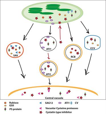 Frontiers | Chloroplast Protein Degradation in Senescing Leaves ...