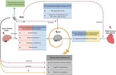 Frontiers | Potential Applications of Remote Limb Ischemic Conditioning ...