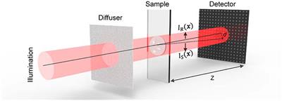 Frontiers  Live-cell analysis framework for quantitative phase