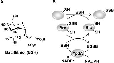 Frontiers  Staphylococcus aureus Uses the Bacilliredoxin (BrxAB 