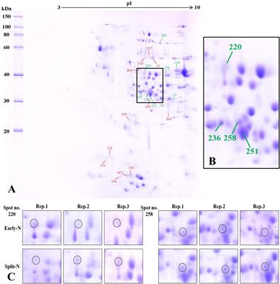 Frontiers Protein Composition And Baking Quality Of Wheat - 