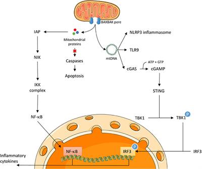 Frontiers | Mitochondria and Inflammation: Cell Death Heats Up