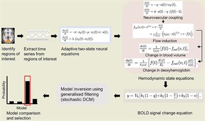 Frontiers Fmri In Non Human Primate A Review On Factors That Can Affect Interpretation And Dynamic Causal Modeling Application Neuroscience