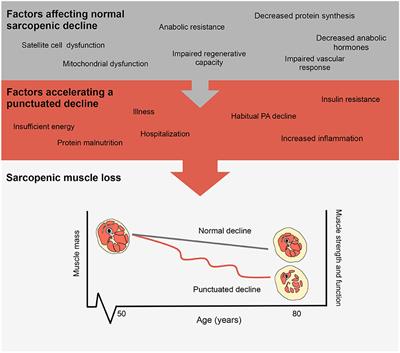 How Age Affects Muscle Growth