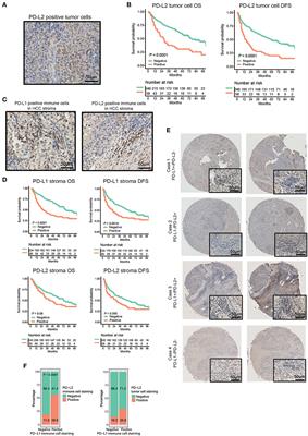 Frontiers | Expression of Programmed Cell Death-Ligands in ...