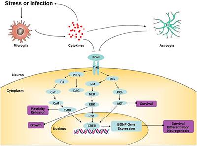 Neuro LIFE Institute - Did you know that Brain Derived Neurotrophic Factors  (BDNP) are proteins that help with the development (differentiation) and  protection of brain cells in many cases? Linker R, Gold