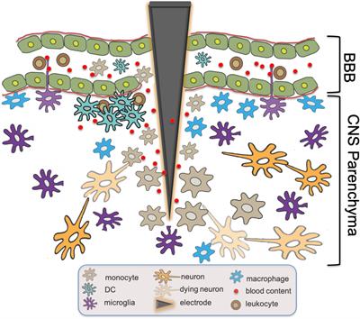 Frontiers | Insights From Dynamic Neuro-Immune Imaging on Murine Immune ...