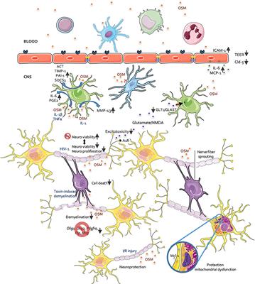 Frontiers | Oncostatin M, an Underestimated Player in the Central ...