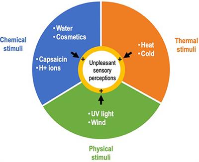 Frontiers | Role of Keratinocytes in Sensitive Skin