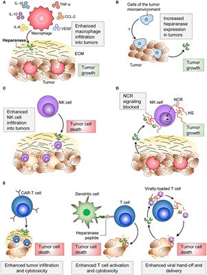 Frontiers | Leukocyte Heparanase: A Double-Edged Sword in Tumor Progression