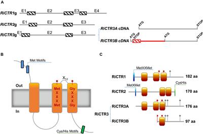 Frontiers | The Rhizophagus irregularis Genome Encodes Two CTR Copper ...