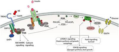 Frontiers | Altered Insulin Signaling in Alzheimer’s Disease Brain ...