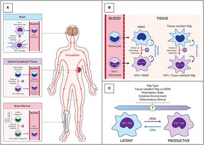 Defining total-body AIDS-virus burden with implications for