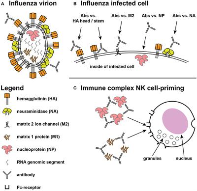 Frontiers Influenza And Antibody Dependent Cellular Cytotoxicity Immunology