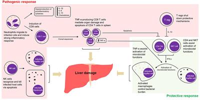 Frontiers | Emerging Roles of Autophagy and Inflammasome in Ehrlichiosis