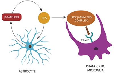 Frontiers The Post Amyloid Era In Alzheimer S Disease Trust Your Gut Feeling Frontiers In Aging Neuroscience