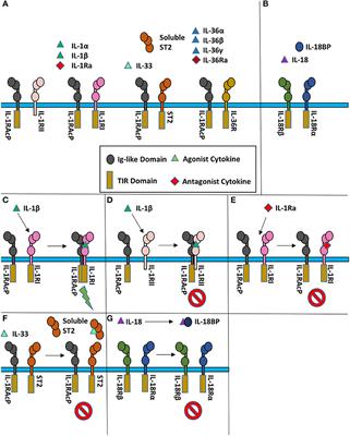 Interleukin-1 (IL-1) Pathway