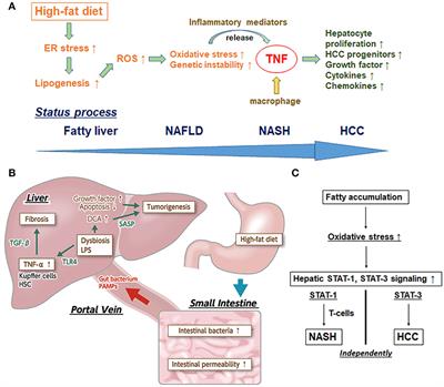 Frontiers | Recent Insights Into the Multiple Pathways Driving Non ...