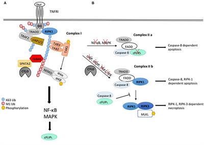 Frontiers | Keeping Cell Death in Check: Ubiquitylation-Dependent ...