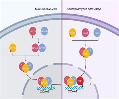 Evolutionary Principles Of Modular Gene Regulation In Yeasts Elife