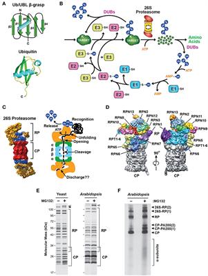 An abundance of free regulatory (19S) proteasome particles