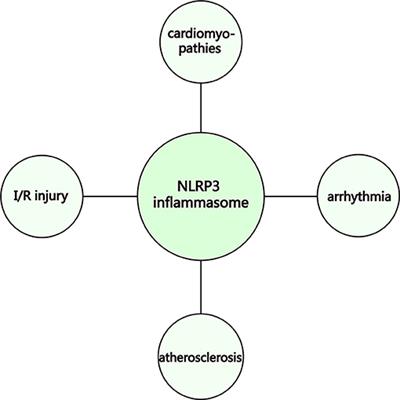 Frontiers Regulatory Mechanisms Of The Nlrp3 Inflammasome A Novel Immune Inflammatory Marker In Cardiovascular Diseases Immunology