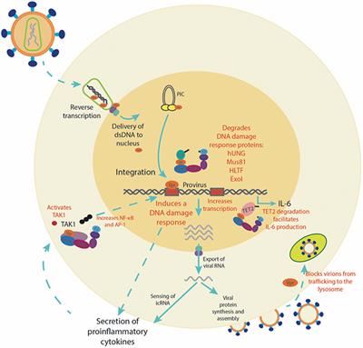 Frontiers | Illuminating the Role of Vpr in HIV Infection of Myeloid Cells