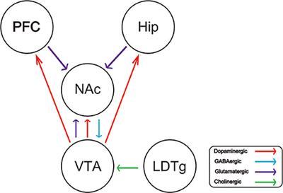 Frontiers A Mini Review Of The Role Of Glutamate Transporter In Drug Addiction Neurology