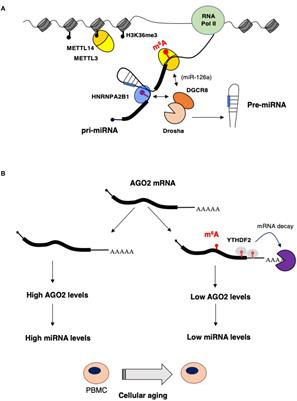 Genes Free Full Text Interplay Between Regulatory Rnas And Signal