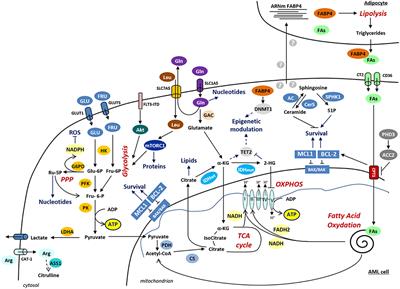 Frontiers | Rationale for Targeting Deregulated Metabolic Pathways as a ...