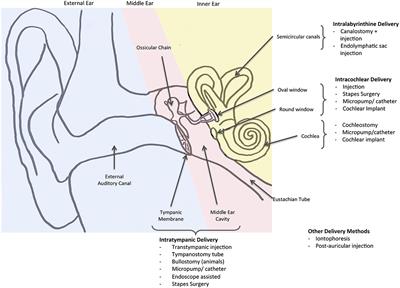 Stapes - an overview  ScienceDirect Topics