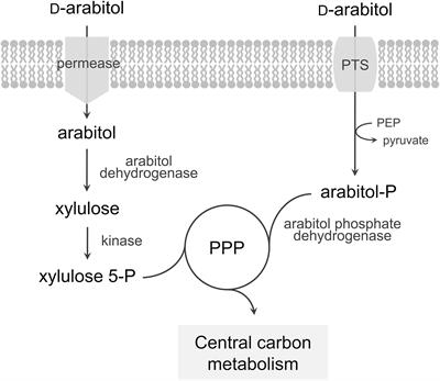 Frontiers | Characterization of D-Arabitol as Newly Discovered Carbon ...