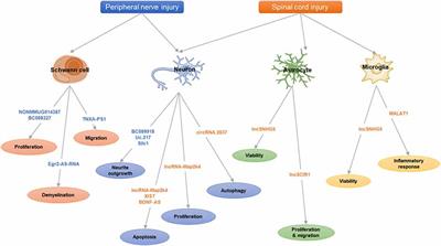 Frontiers  MicroRNAs, long non-coding RNAs, and circular RNAs and