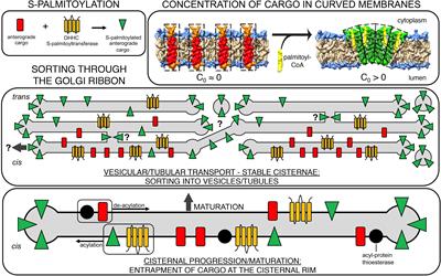 Frontiers | Acylation – A New Means to Control Traffic Through the Golgi