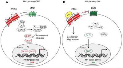 Frontiers Non Canonical Hedgehog Signaling Pathway In Cancer Activation Of Gli Transcription Factors Beyond Smoothened Genetics