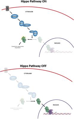 Frontiers | Safety Considerations in the Development of Hippo Pathway ...