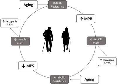 Frontiers | Nutritional Strategies to Combat Type 2 Diabetes in Aging Adults: The Importance of Protein