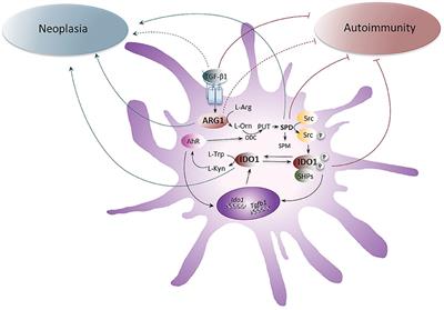 Frontiers | Immunoregulatory Interplay Between Arginine and Tryptophan ...