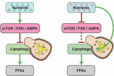 Frontiers | Emerging Roles of Lipophagy in Health and Disease