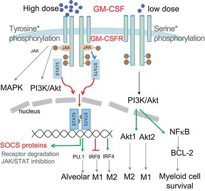 Frontiers The Pleiotropic Effects Of The Gm Csf Rheostat On Myeloid Cell Differentiation And Function More Than A Numbers Game Immunology