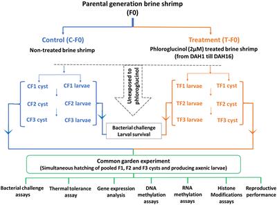 Frontiers Phloroglucinol Treatment Induces Transgenerational