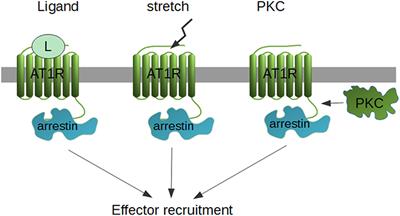 Frontiers The Role Of B Arrestin Proteins In Organization Of Signaling And Regulation Of The At1 Angiotensin Receptor Endocrinology