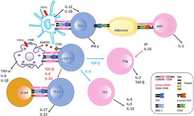 Frontiers Tissue Immune Cells Fuel Obesity Associated Inflammation In Adipose Tissue And Beyond Immunology