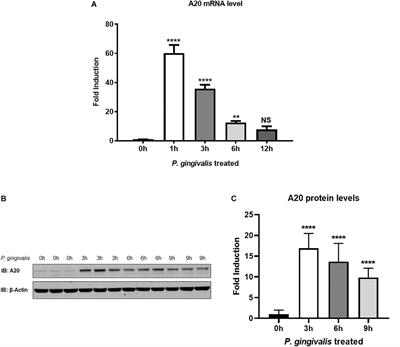 Frontiers A20 Restricts Inflammatory Response And Desensitizes